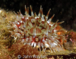dahlia anemone.St.Abbs marine reserve Scotland. by John Naylor 